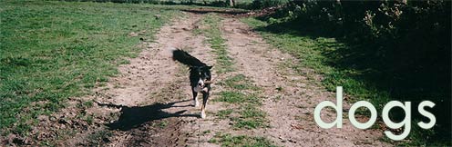 Dogs on Holiday - Meg enjoying her stay