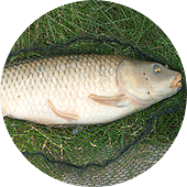 Carp Catch