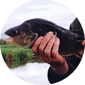 Large Perch